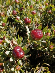 Leucadendron glaberrimum glaberrimum