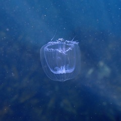 Annatiara affinis