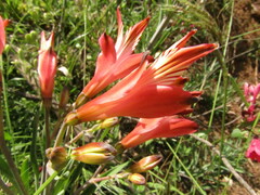 Alstroemeria ligtu ligtu