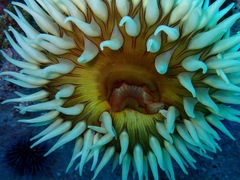 Urticina piscivora