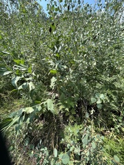 Rudbeckia occidentalis