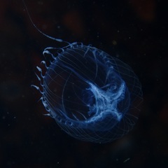 Annatiara affinis