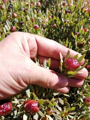 Leucadendron glaberrimum glaberrimum