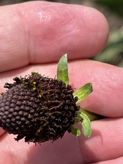 Rudbeckia occidentalis
