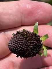 Rudbeckia occidentalis