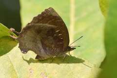 Mahathala ameria
