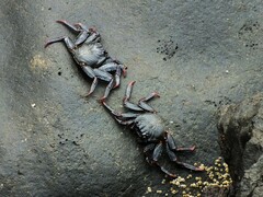 Grapsus adscensionis