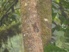 Glyphorynchus spirurus