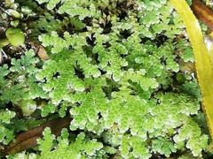 Azolla filiculoides