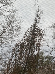 Betula pendula