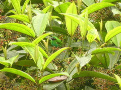 Chlorochrysa calliparaea