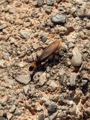 Kalotermes flavicollis