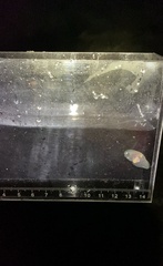 Gastropteron pacificum