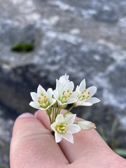 Amaryllidaceae