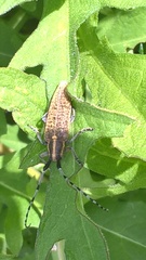 Agapanthia villosoviridescens