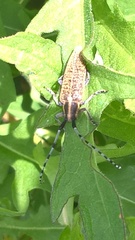 Agapanthia villosoviridescens