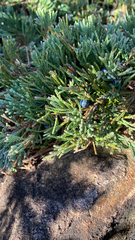 Juniperus horizontalis