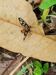 Amata huebneri