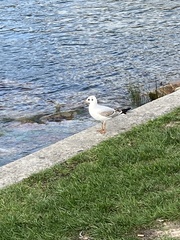 Chroicocephalus ridibundus