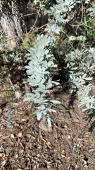 Acacia baileyana