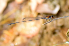 Prodasineura verticalis