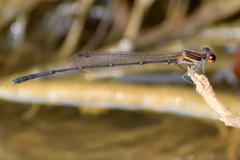 Prodasineura verticalis