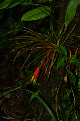 Guzmania