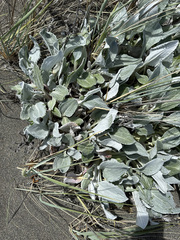 Senecio candidans