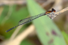 Prodasineura verticalis