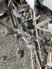 Senecio candidans