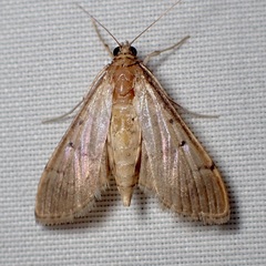 Herpetogramma bipunctalis