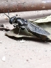 Hermetia illucens