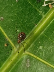 Theridion zonulatum