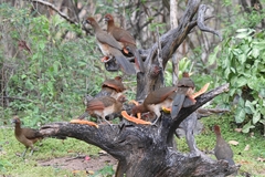 Ortalis erythroptera