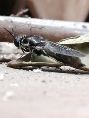 Hermetia illucens