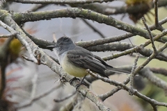 Myiarchus phaeocephalus