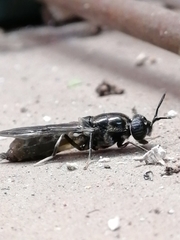 Hermetia illucens