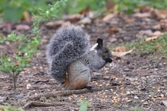 Sciurus stramineus