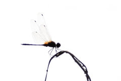 Trithemis pallidinervis