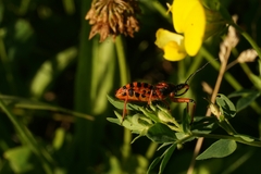Rhynocoris iracundus