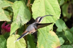 Phaethornis griseogularis