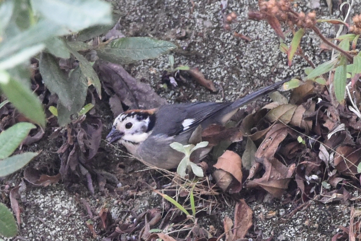 Atlapetes leucopterus image