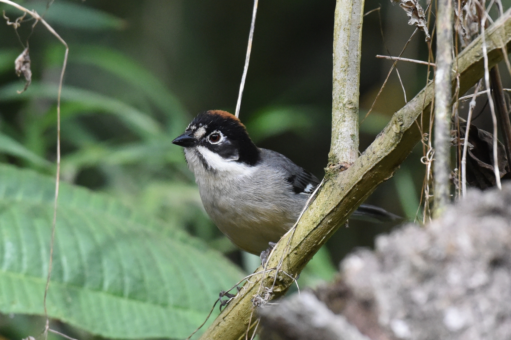 Atlapetes leucopterus image