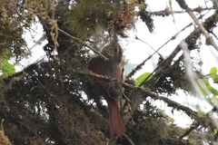 Cranioleuca antisiensis