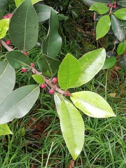Ficus soatensis