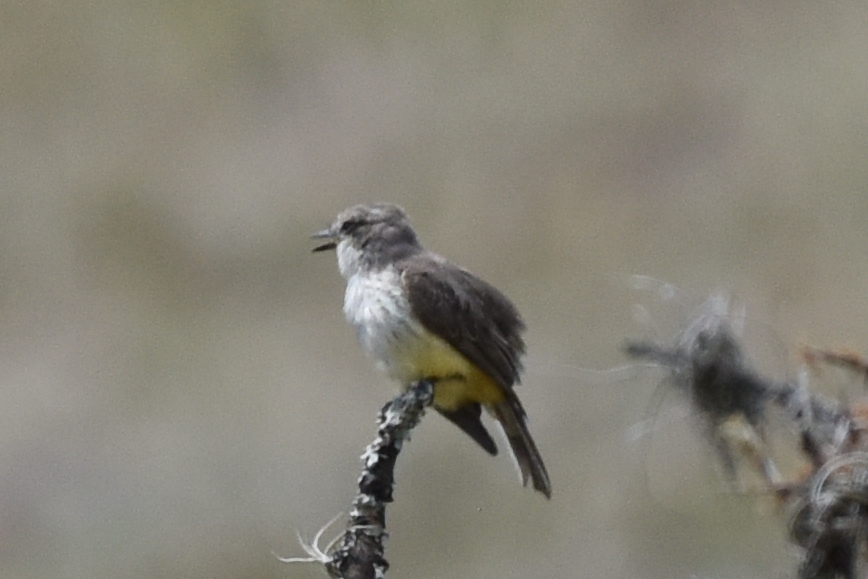 Pyrocephalus rubinus image