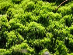 Campylopus introflexus