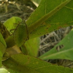 Piezogaster calcarator