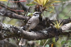 Mimus longicaudatus