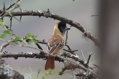 Thamnophilus bernardi